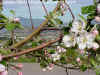 blossoms.jpg (70185 bytes)