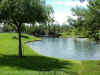 pond.jpg (69152 bytes)
